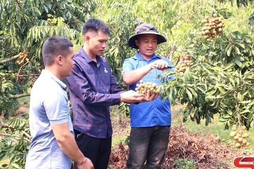 Tuổi trẻ tích cực phát triển kinh tế