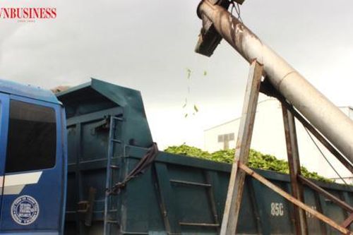 Kỳ vọng doanh nghiệp 'xanh hóa' giúp hóa giải lãng phí hàng triệu tấn phụ phẩm rau quả
