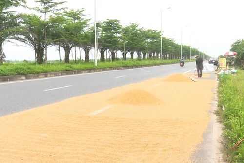 Nguy hiểm từ hành vi phơi thóc trên đường