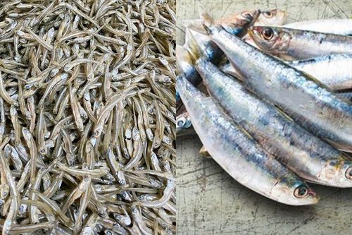 5 loại cá ra chợ thấy nên mua ngay: Giá rẻ bổ dưỡng như 'nhân sâm' của người bình dân nhiều khách không biết lại bỏ qua