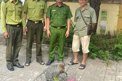 Phát hiện con vật 'lắm lông, mặt đỏ', thích sống bầy đàn, người dân bắt giữ giao ngay cho công an