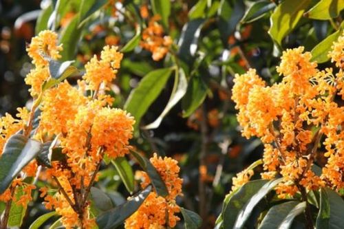 Loài cây này nếu trồng và chăm sóc đúng cách sẽ trở thành 'bảo vật' phong thủy mang lại bình an cho cả gia đình