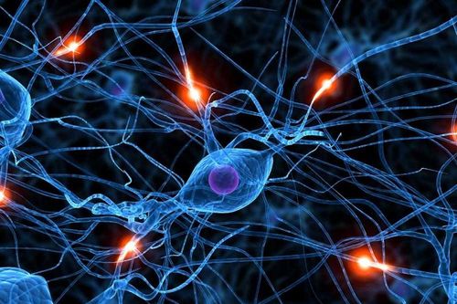 U sợi thần kinh do đâu?
