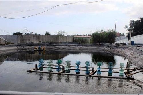 Thanh Hóa: Hệ lụy từ tình trạng nuôi tôm tự phát