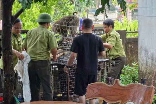 Quảng Trị: Bắt được cá thể khỉ tấn công khiến bé gái 10 tuổi bị thương