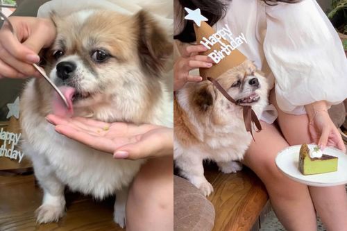 Quán cà phê Hà Nội xin lỗi sau vụ để chó dùng dĩa của khách