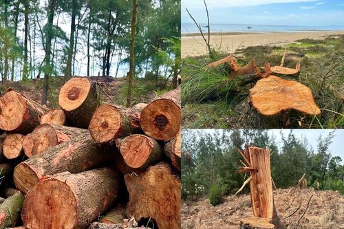 Rừng phi lao phòng hộ bị đốn hạ thời điểm sáp nhập