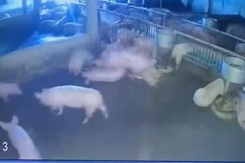Chủ trang trại thiệt hại hàng trăm triệu đồng khi đàn lợn bị điện giật chết