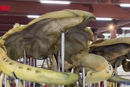 Hai bộ xương cá Ông được trao bằng xác lập Kỷ lục lớn nhất Việt Nam