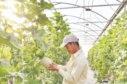 Tạo động lực chuyển đổi xanh từ thị trường carbon