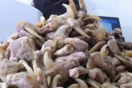 Tàng trữ xương sư tử, người đàn ông bị xử phạt hơn 262 triệu