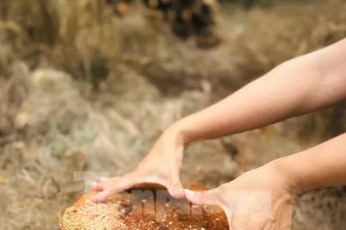 Nhiều diện tích rừng phi lao phòng hộ bị đốn hạ