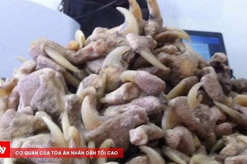 Bị phạt hơn 262 triệu đồng vì mua, tàng trữ xương sư tử, móng vuốt