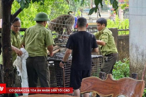 Bắt được cá thể khỉ tấn công bé gái 10 tuổi ở Quảng Trị