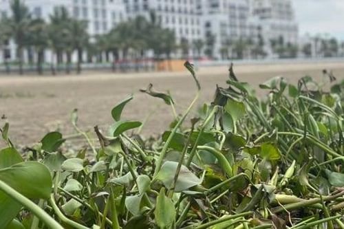 Bãi biển Nam Sầm Sơn ngập rác bèo tây