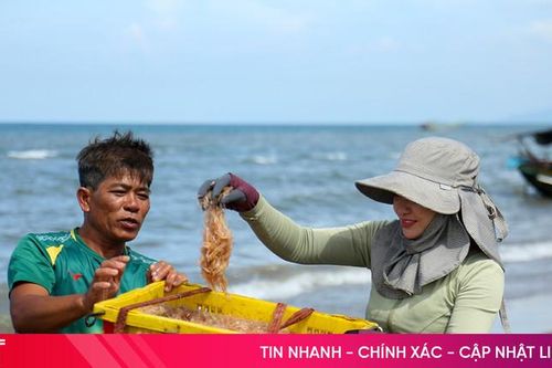 Được mùa ruốc biển, ngư dân Hà Tĩnh 'kiếm' tiền triệu mỗi ngày