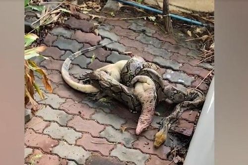 Nhìn ra vườn, người phụ nữ chứng kiến cảnh tượng hãi hùng