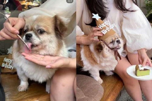 Quán cà phê Hà Nội bị 'tố' để chó liếm chiếc dĩa của khách, sự thật phía sau là gì?