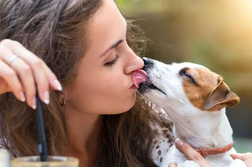 Hôn chó, mèo dễ lây bệnh gì?