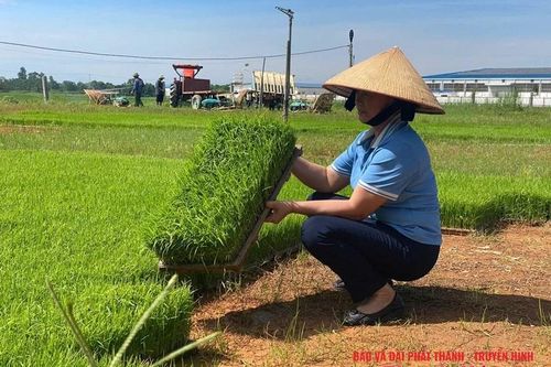 Giống chất lượng cao - yếu tố quyết định năng suất vụ mùa