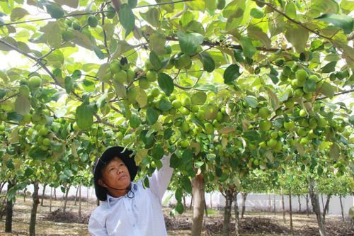 Liên minh Hợp tác xã tỉnh Khánh Hòa hỗ trợ 70 triệu đồng cho hợp tác xã trồng táo