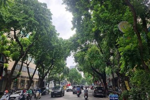 Cần sớm thay nhiều cây xanh đô thị chết khô ở Hà Nội