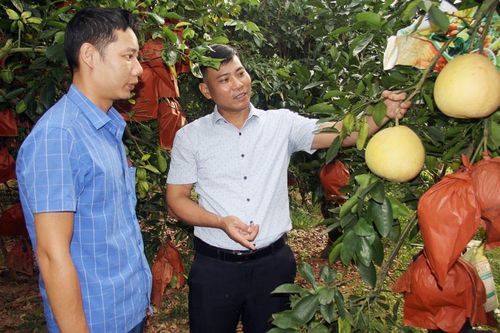 Những mô hình sản xuất bạc tỷ 'đuổi nghèo' trên đất đồi Bắc Ninh