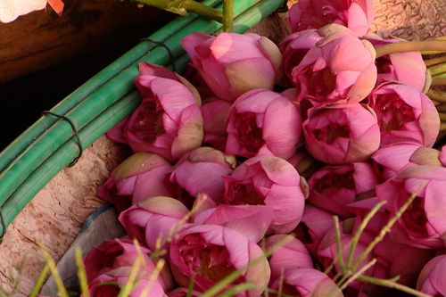 Định vị thương hiệu sen Hà Nội