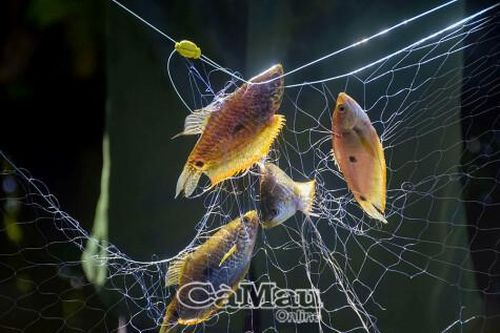 Giăng lưới cá sặt mùa mưa
