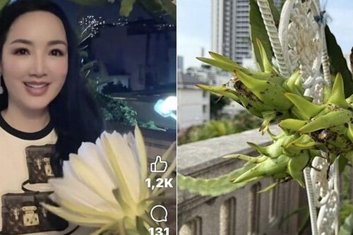 'Hoa hậu độc nhất vô nhị Việt Nam' mát tay trồng quả ngọt trên sân thượng 'lâu đài trắng' 1.000m2