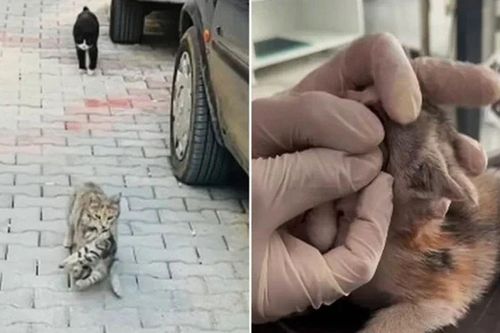 Cảnh mèo mẹ tha mèo con bị bệnh đến phòng khám thú y cầu cứu chạm đến trái tim con người
