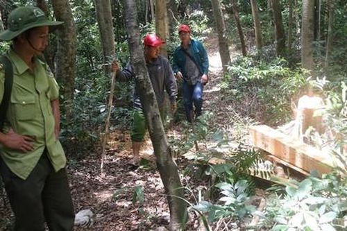 Người phụ nữ bị phạt 100 triệu đồng vì chặt phá 2.000m2 rừng tự nhiên