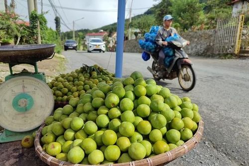 Thực hư về nguồn gốc loại mận róc hạt đang bán đầy thị trường