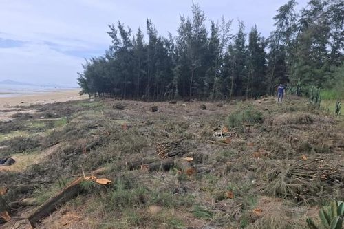 Rừng phi lao phòng hộ ở Hà Tĩnh bị người dân khai thác trái phép