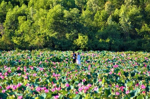 Sức hút từ đầm sen Trà Lý (Đà Nẵng)