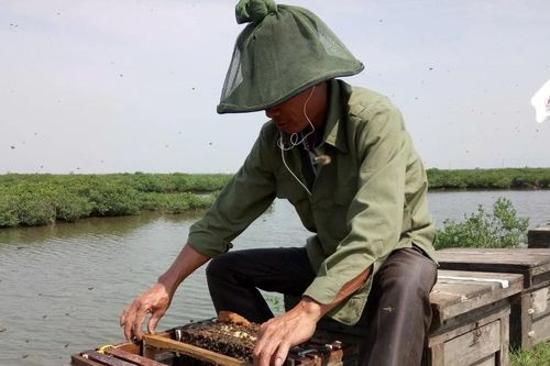 Mưu sinh từ rừng ngập mặn