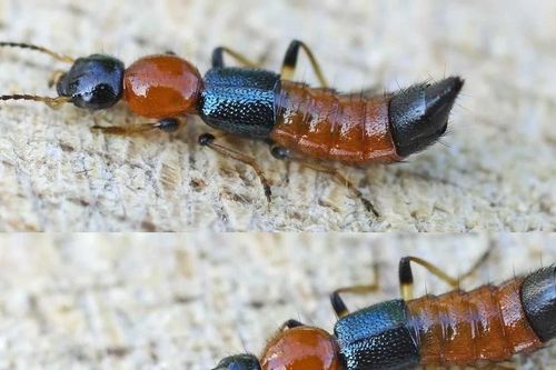 Tiết lộ sốc về loài bọ cánh cứng nguy hiểm nhất Việt Nam