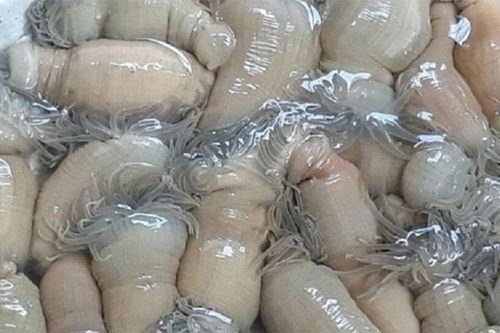 Đặc sản râu tua tủa ở miền Trung, ăn rồi là mê
