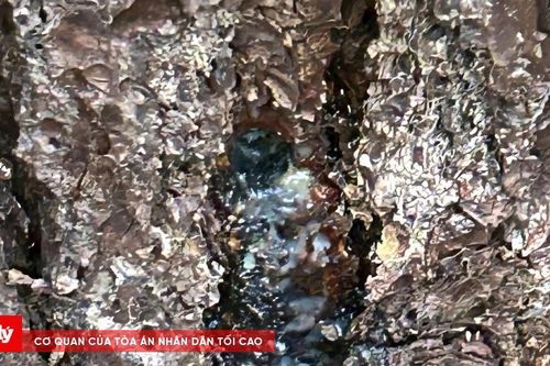 Tăng cường bảo vệ rừng thông trước tình trạng cây chết bất thường