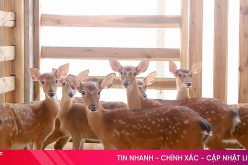 Khám phá trại hươu tiền tỷ mới nổi ở Hà Tĩnh