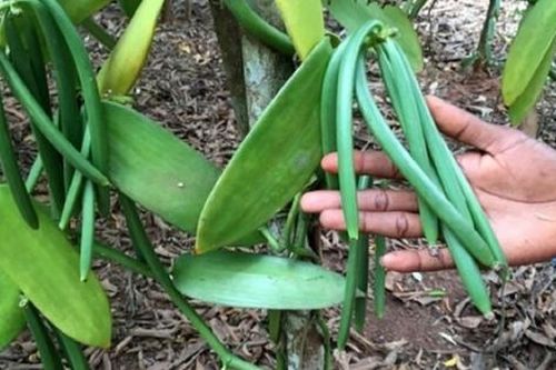 Loại quả đắt đỏ bậc nhất thế giới, từng có giá 15 triệu đồng/kg, ở Việt Nam có người trồng thành công