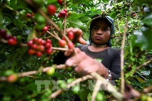 Nguồn cung cà phê toàn cầu có thể phục hồi trong ba năm tới