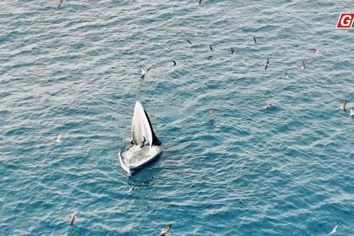 Cận cảnh cá voi Bryde khổng lồ săn mồi ngoạn mục tại vùng biển Nhơn Lý