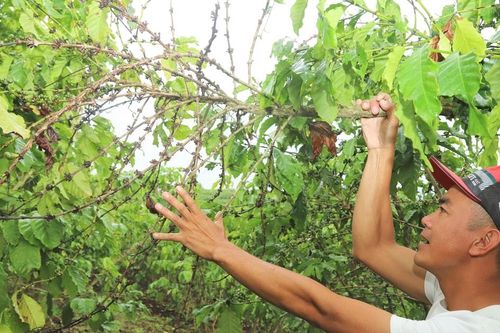 Hơn 5,5 ha cà phê bị chết cành, rụng quả bất thường