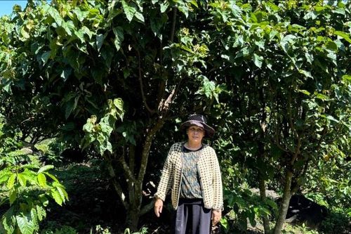 Mùa hoa cà ri tím đồi Gia Hiệp