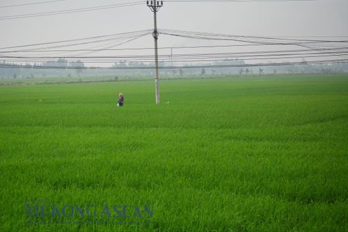 Nông nghiệp nửa đầu năm 2025: Nhiều điểm sáng tăng trưởng