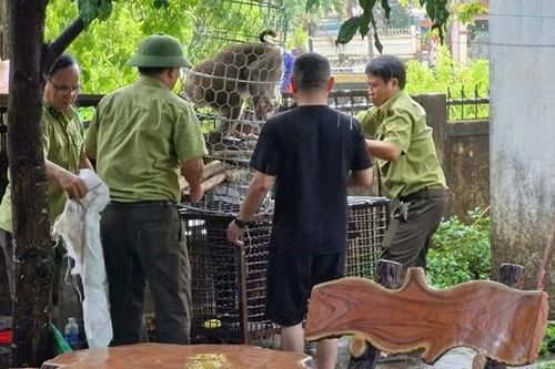 Khỉ đuôi lợn tấn công làm nhiều người bị thương
