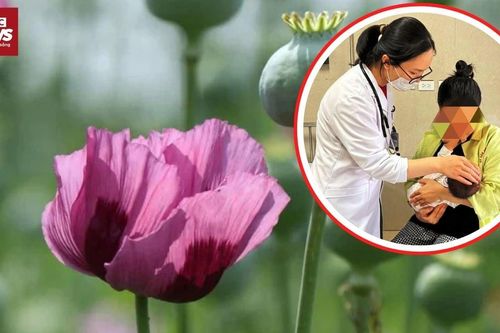 Sái thuốc phiện - 'Thần dược' truyền miệng và hiểm họa chết người