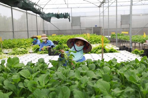 Tái cơ cấu ngành Nông nghiệp Hà Nội:Quy hoạch vùng gắn với nông nghiệp xanh