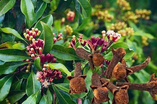 7 lợi ích sức khỏe khi uống nước đinh hương lúc bụng đói